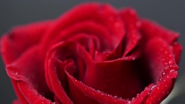 Siyah arkaplanda koyu kırmızı gül videosu