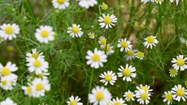 Şifalı papatya çayı yakın planda.