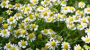 Şifalı papatya çayı yakın planda.