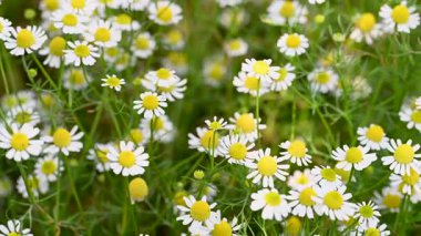 Şifalı papatya çayı yakın planda.