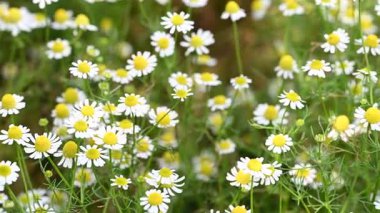 Şifalı papatya çayı yakın planda.