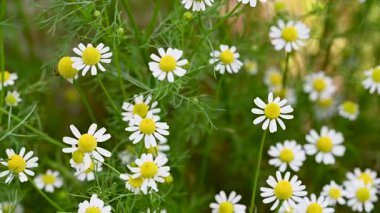 Şifalı papatya çayı yakın planda.