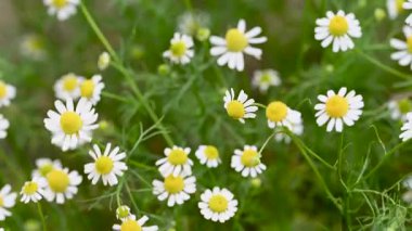 Şifalı papatya çayı yakın planda.