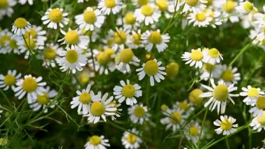 Şifalı papatya çayı yakın planda.