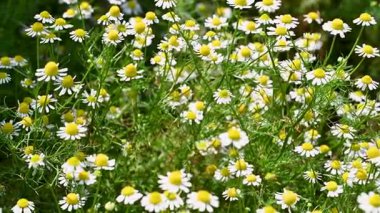 Şifalı papatya çayı yakın planda.