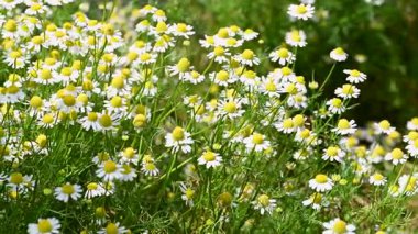Şifalı papatya çayı yakın planda.