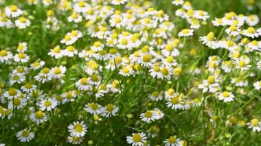 Şifalı papatya çayı yakın planda.