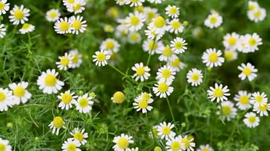 Şifalı papatya çayı yakın planda.