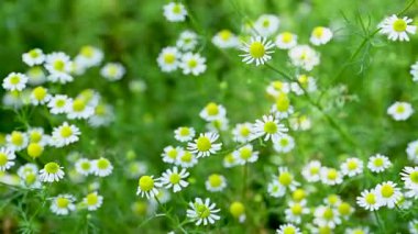 Şifalı papatya çayı yakın planda.