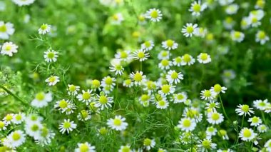 Şifalı papatya çayı yakın planda.