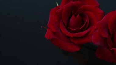 Sevgililer Günü için güzel koyu kırmızı güllerin videosu