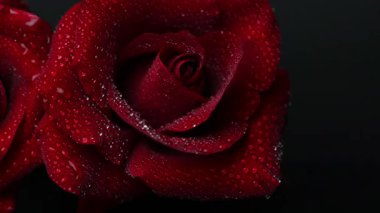 Sevgililer Günü için güzel koyu kırmızı güllerin videosu