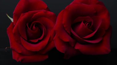 Sevgililer Günü için güzel koyu kırmızı güllerin videosu