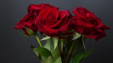 Sevgililer Günü için güzel koyu kırmızı güllerin videosu