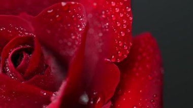 Sevgililer Günü için güzel koyu kırmızı güllerin videosu