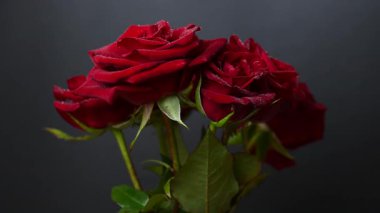Sevgililer Günü için güzel koyu kırmızı güllerin videosu
