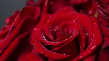 Sevgililer Günü için güzel koyu kırmızı güllerin videosu