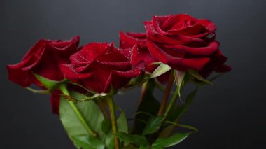 Sevgililer Günü için güzel koyu kırmızı güllerin videosu