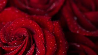 Sevgililer Günü için güzel koyu kırmızı güllerin videosu