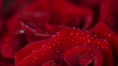 Sevgililer Günü için güzel koyu kırmızı güllerin videosu