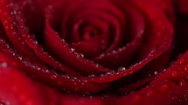 Sevgililer Günü için güzel koyu kırmızı güllerin videosu