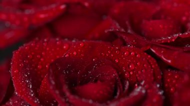 Sevgililer Günü için güzel koyu kırmızı güllerin videosu