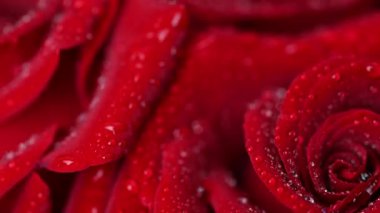 Sevgililer Günü için güzel koyu kırmızı güllerin videosu