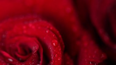 Sevgililer Günü için güzel koyu kırmızı güllerin videosu