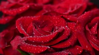 Sevgililer Günü için güzel koyu kırmızı güllerin videosu