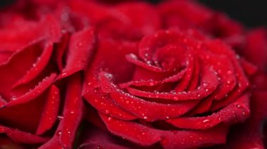Sevgililer Günü için güzel koyu kırmızı güllerin videosu