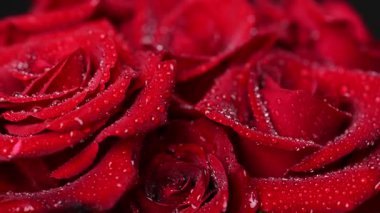 Sevgililer Günü için güzel koyu kırmızı güllerin videosu