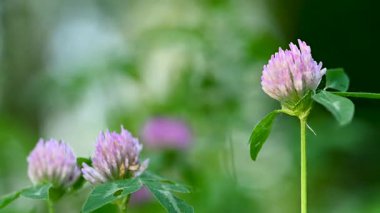 Yazın çayırda yonca