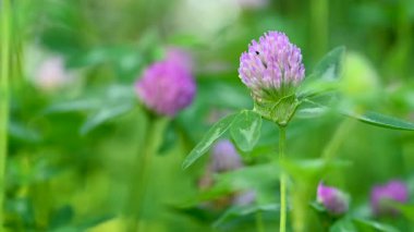 Yazın çayırda yonca