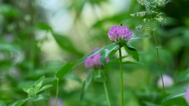 Yazın çayırda yonca