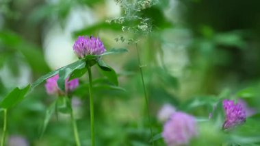 Yazın çayırda yonca