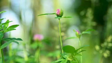 Yazın çayırda yonca
