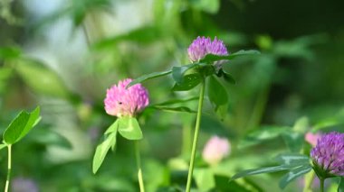 Yazın çayırda yonca