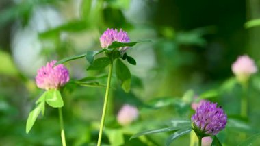 Yazın çayırda yonca