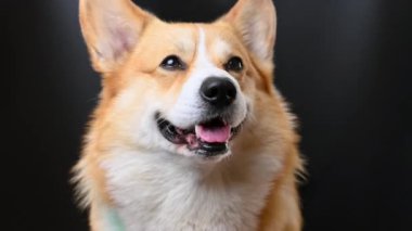 Stüdyoda siyah arka planda Galce Corgi videosu