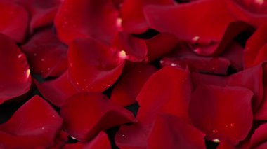 Video koyu kırmızı gül yaprakları.