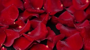 Video koyu kırmızı gül yaprakları.