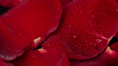 Video koyu kırmızı gül yaprakları.