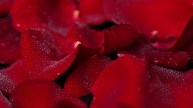 Video koyu kırmızı gül yaprakları.