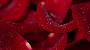 Video koyu kırmızı gül yaprakları.