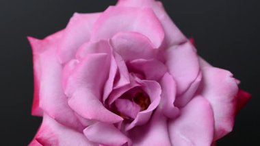 Güzel leylak gülünün videosu.