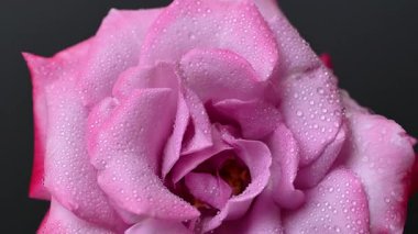 Güzel leylak gülünün videosu.