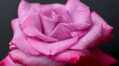 Güzel leylak gülünün videosu.