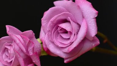 Güzel leylak gülünün videosu.