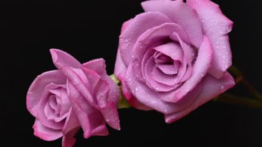 Güzel leylak gülünün videosu.