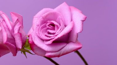 Güzel leylak gülünün videosu.